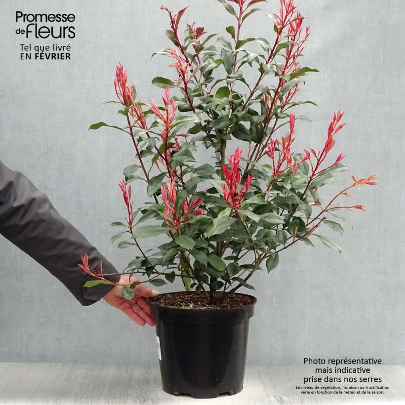 Photinia fraseri Carré Rouge en pot de 7,5L/10L esemplare consegnato in inverno