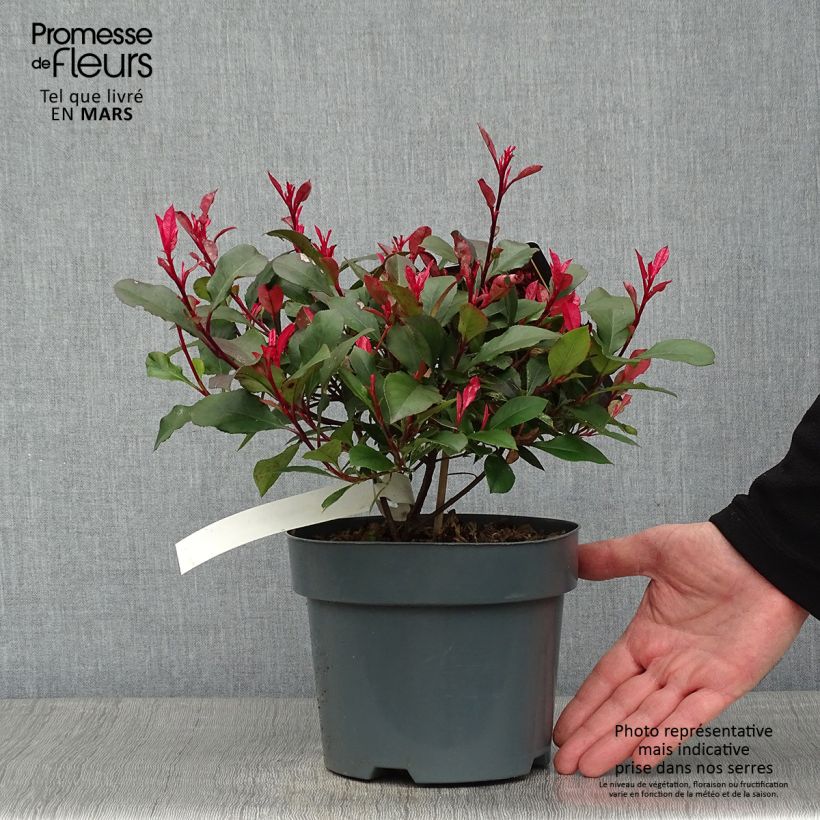 Photinia fraseri Little Fenna Pot de 2L/3L esemplare consegnato in inverno