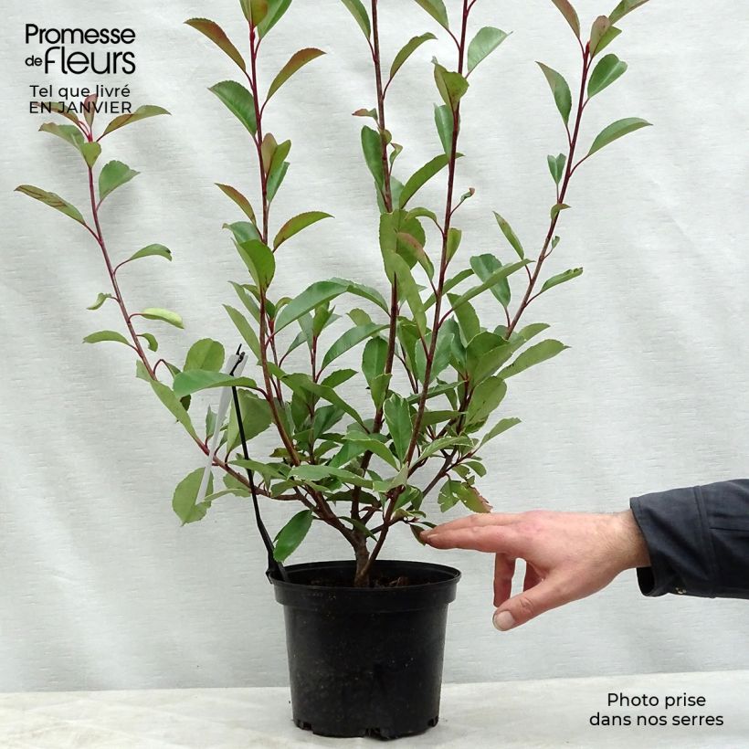 Photinia fraseri Louise Pot de 2L/3L esemplare consegnato in inverno