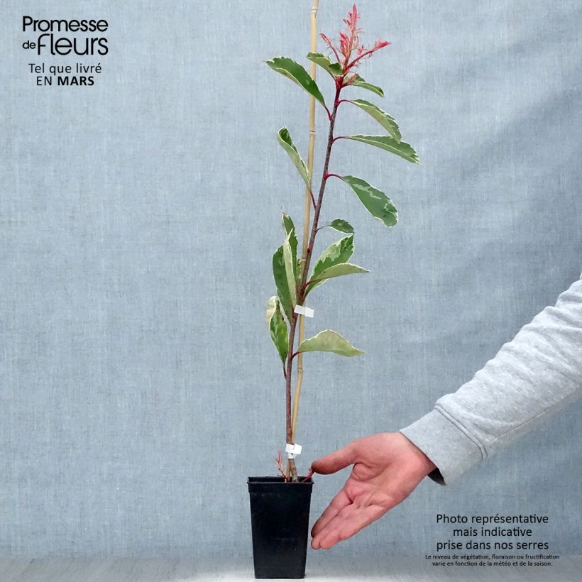 Photinia fraseri Pink Marble en pot de 1L esemplare consegnato in primavera