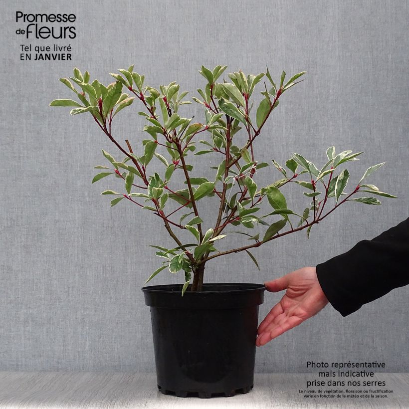 Photinia fraseri Pink Marble en pot de 7,5L/10L esemplare consegnato in inverno