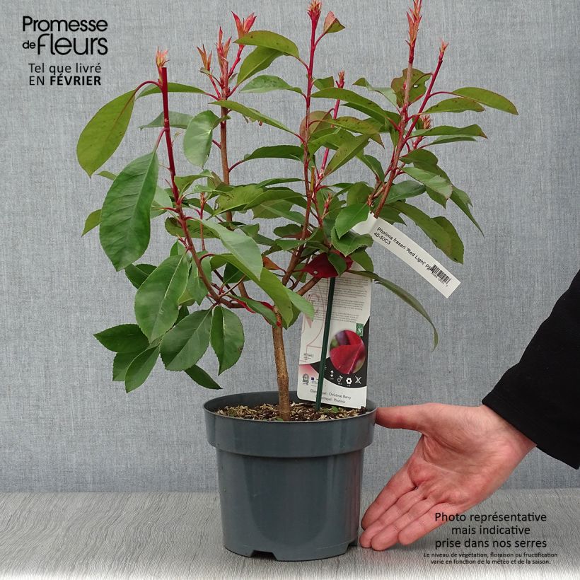 Photinia fraseri Red Light Pot de 3L/4L esemplare consegnato in inverno