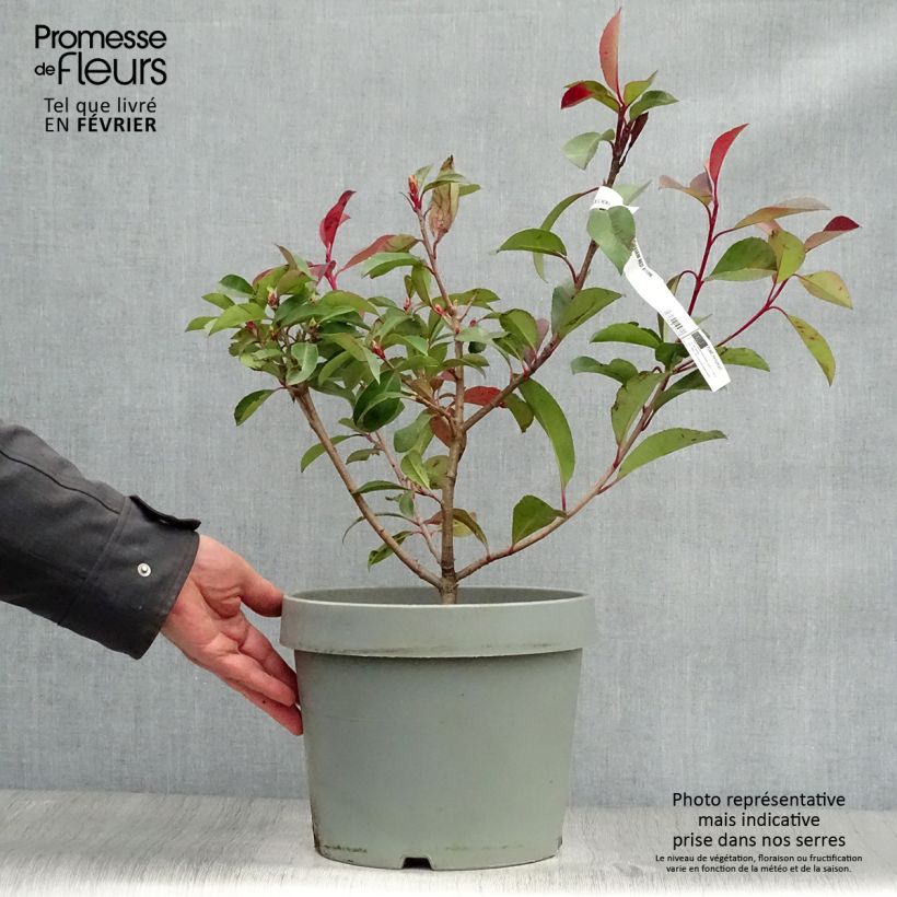 Photinia fraseri Red Robin 80/100cm en pot de 7.5L esemplare consegnato in inverno