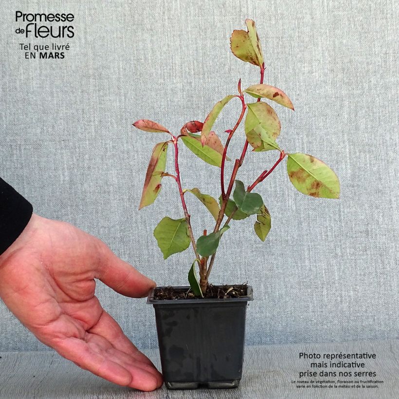 Photinia fraseri Red Robin Blood Godet de 9cm esemplare consegnato in inverno