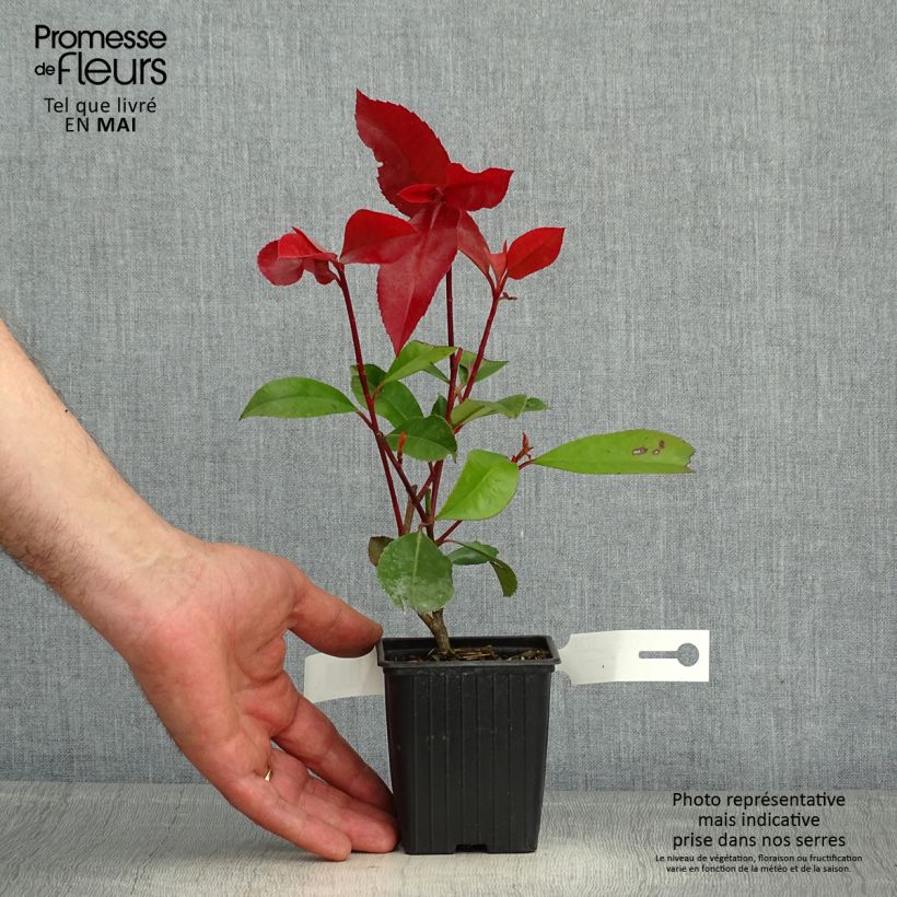 Photinia fraseri Red Robin en godet de 9cm esemplare consegnato in primavera