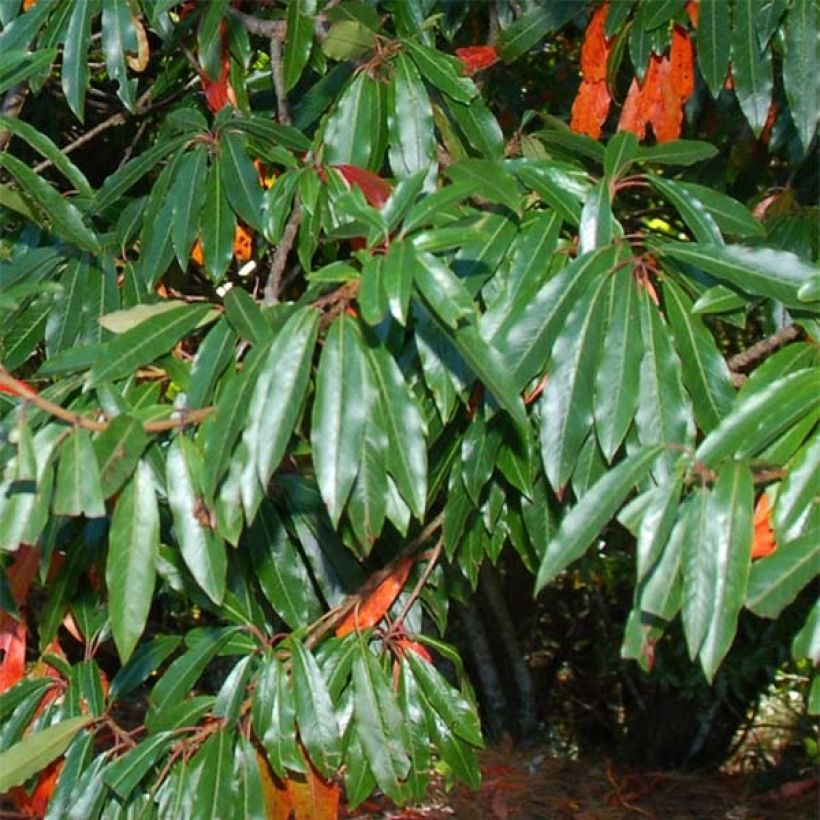 Photinia niitakayamensis (Fogliame)