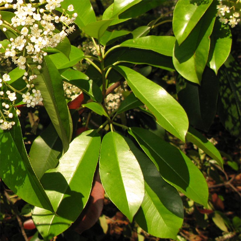 Photinia serratifolia - Fotinia (Fogliame)