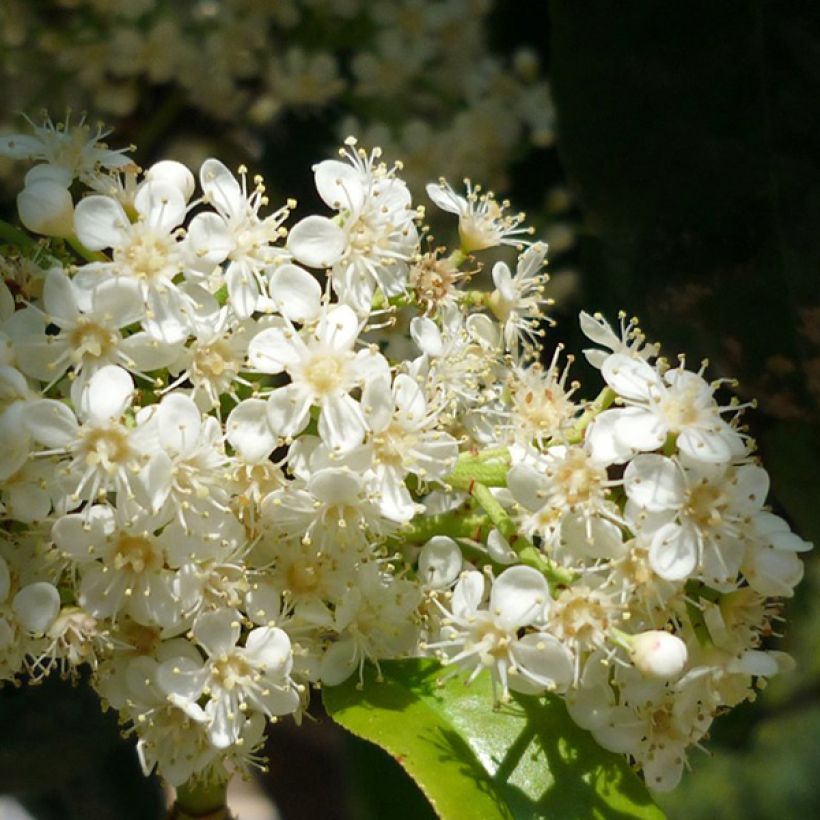 Photinia serratifolia - Fotinia (Fioritura)