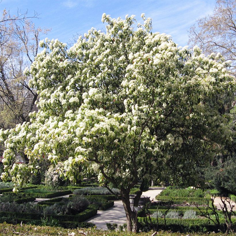 Photinia serratifolia - Fotinia (Porto)