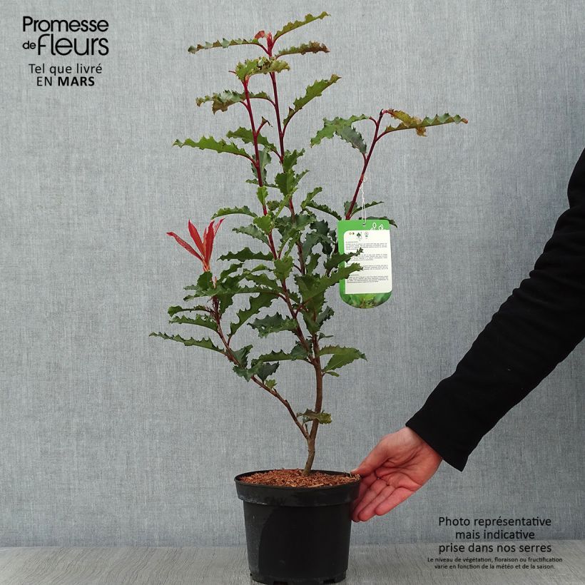 Photinia serratifolia Crunchy Pot de 2L/3L esemplare consegnato in inverno