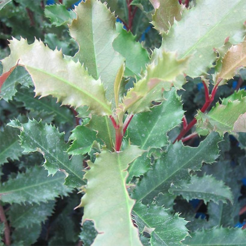 Photinia serratifolia Crunchy - Fotinia (Fogliame)