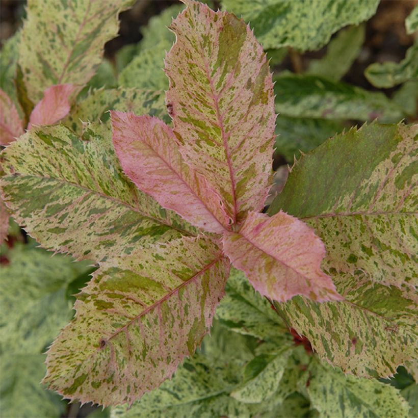 Photinia serratifolia Pink Crispy - Fotinia (Fogliame)