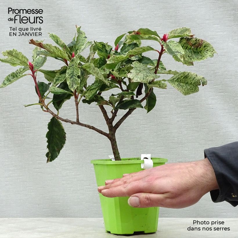 Photinia serratifolia Pink Crispy en pot de 1,3L esemplare consegnato in inverno