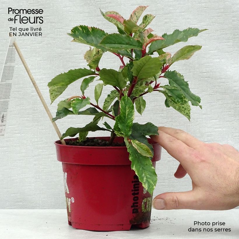 Photinia serratifolia Pink Crispy en pot de 2L esemplare consegnato in inverno