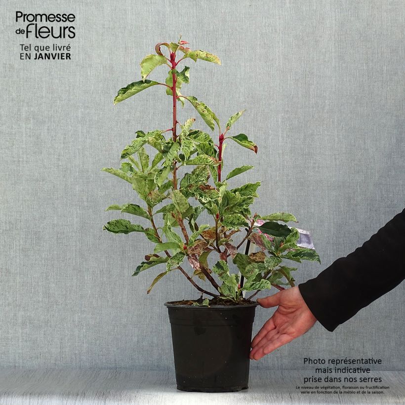 Photinia serratifolia Pink Crispy en pot de 4/5L esemplare consegnato in inverno