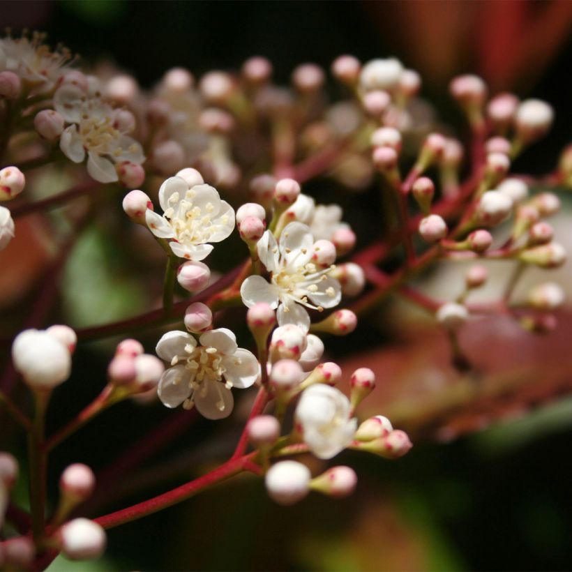 Fotinia Baton Rouge (Fioritura)