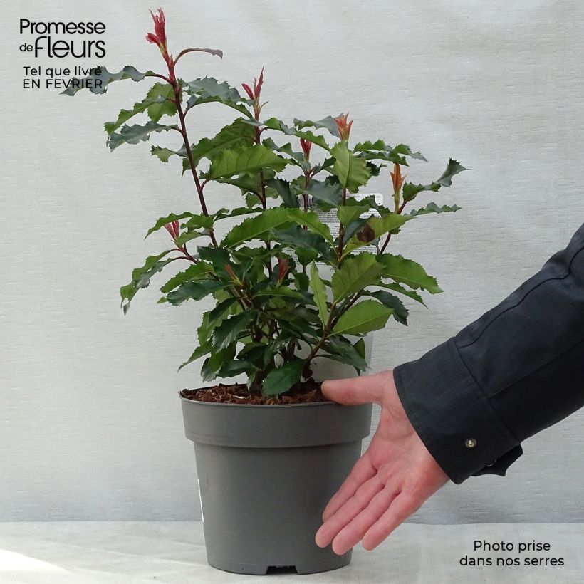 Photinia x fraseri Magical Volcano en pot de 2L/3L esemplare consegnato in inverno