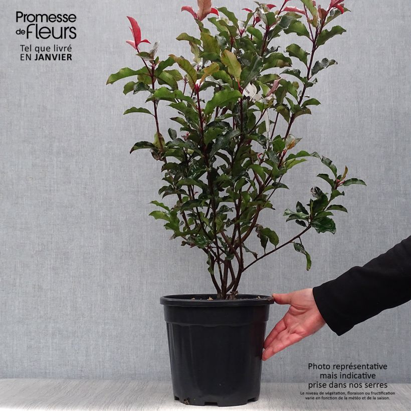 Photinia x fraseri Magical Volcano en pot de 7,5L/10L esemplare consegnato in inverno