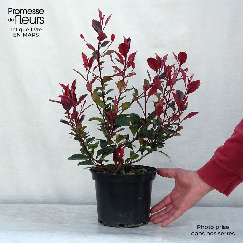 Photinia x fraseri Nana pot 2L./3L. - Photinia nain esemplare consegnato in inverno