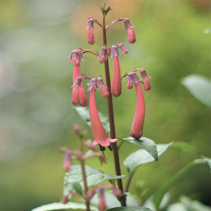 Phygelius aequalis Pink Trumpet (Fioritura)