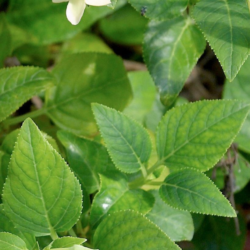 Phygelius aequalis Yellow Trumpet (Fogliame)