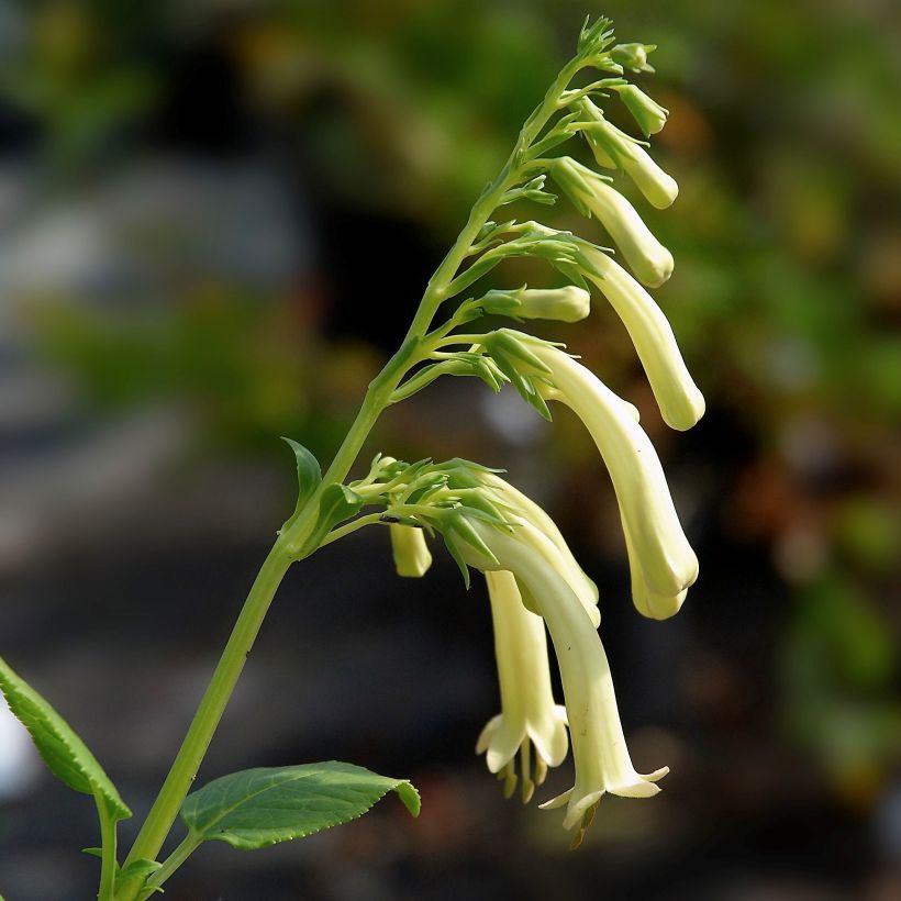 Phygelius aequalis Yellow Trumpet (Fioritura)