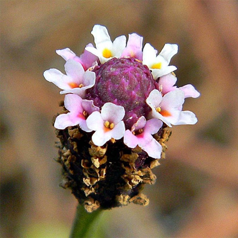 Phyla nodiflora - Erba Luigia minore (Fioritura)