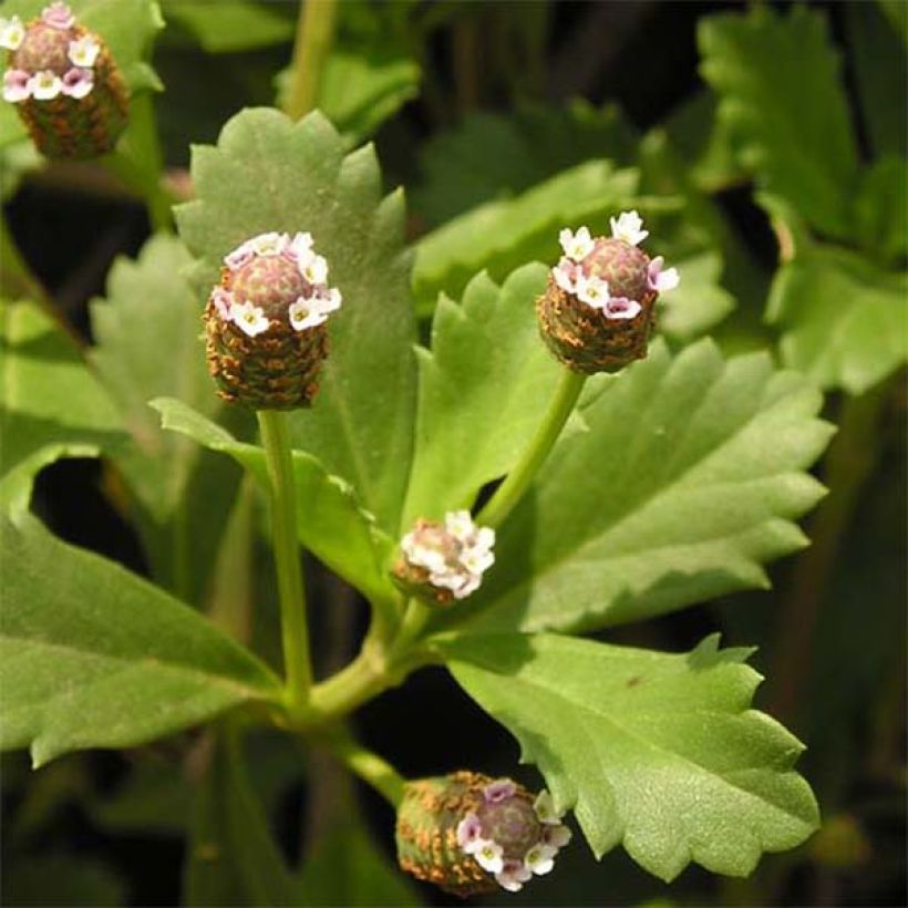 Phyla nodiflora - Erba Luigia minore (Fogliame)