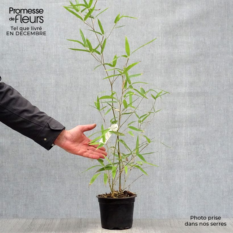 Phyllostachys atrovaginata Green Perfume - Bambou moyen pot 2L/3L 60cm+ esemplare consegnato in inverno