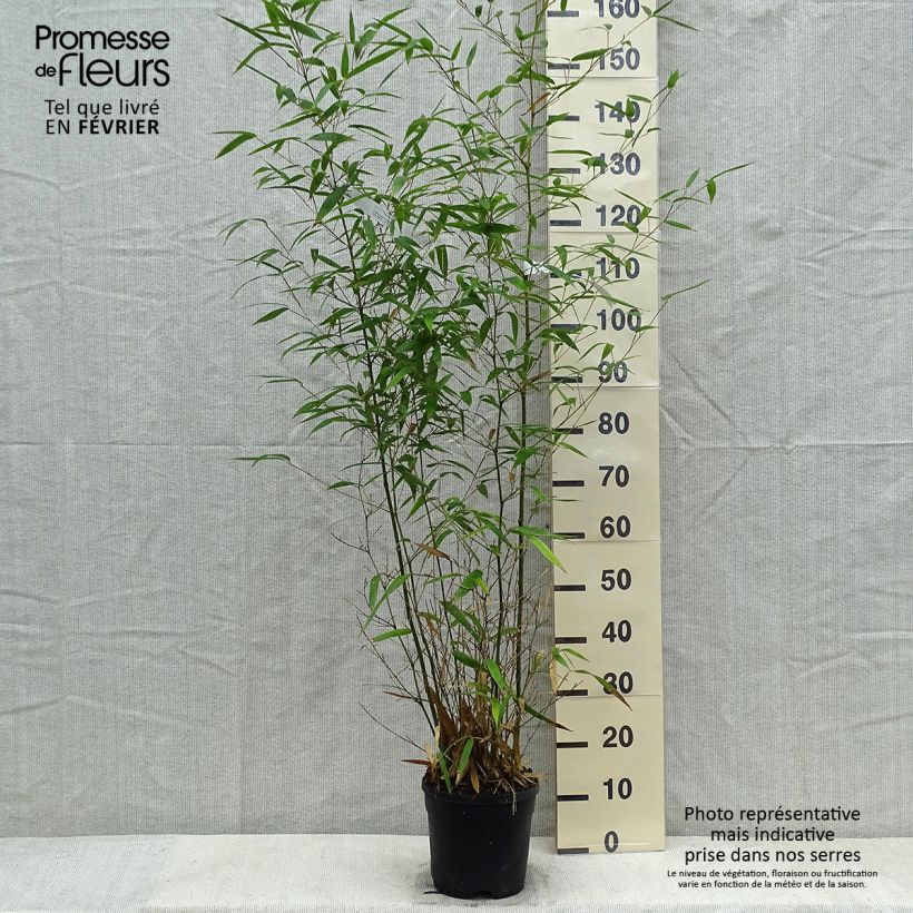 Phyllostachys atrovaginata Green Perfume - Bambou moyen pot 5L 100/150 esemplare consegnato in inverno