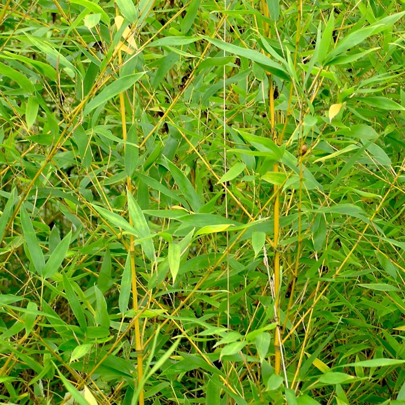 Phyllostachys aurea - Bambù dorato (Fogliame)