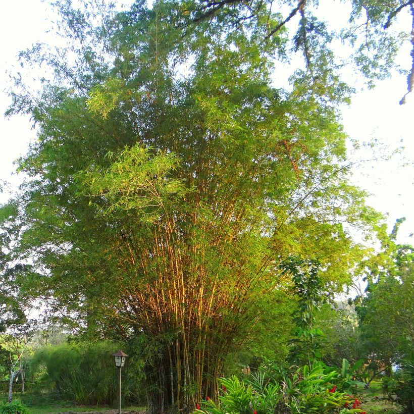 Phyllostachys aurea - Bambù dorato (Porto)