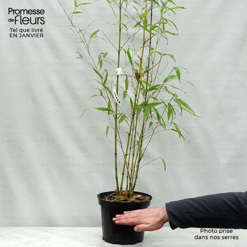 Bambou doré - Phyllostachys aurea pot de 5L 100+cm esemplare consegnato in inverno