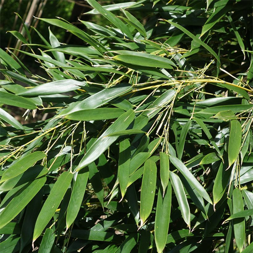 Phyllostachys aureosulcata Alata - Bambù aureosulcato (Fogliame)