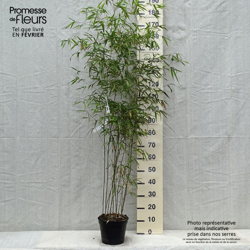 Phyllostachys aureosulcata Alata - Bambou moyen Pot de 4L/5L esemplare consegnato in inverno