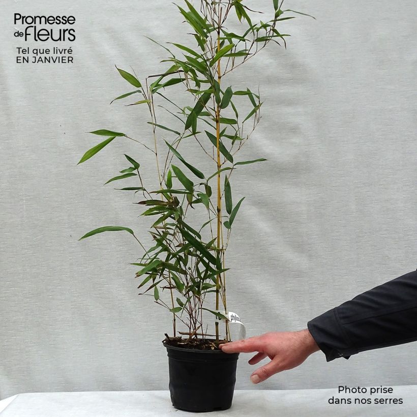 Bambou jaune - Phyllostachys aureosulcata Aureocaulis pot de 2L/3L 60/80cm esemplare consegnato in inverno