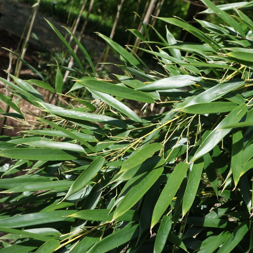 Phyllostachys aureosulcata - Bambù aureosulcato (Fogliame)