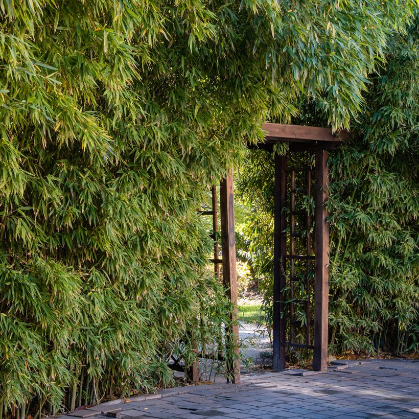 Phyllostachys aureosulcata - Bambù aureosulcato (Porto)