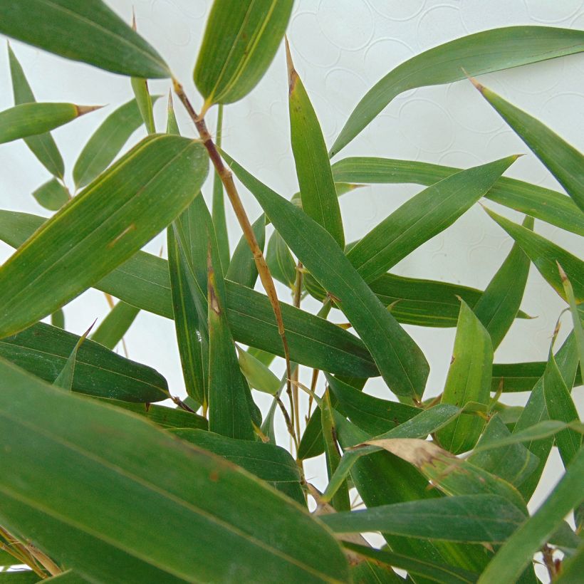 Phyllostachys aureosulcata Spectabilis - Bambù aureosulcato (Fogliame)