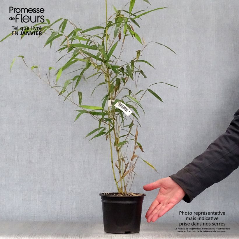 Phyllostachys aureosulcata Spectabilis pot de 2/3L 60/80 cm esemplare consegnato in inverno