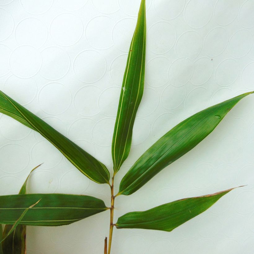 Phyllostachys bambusoides Castillonis - Madake (Fogliame)