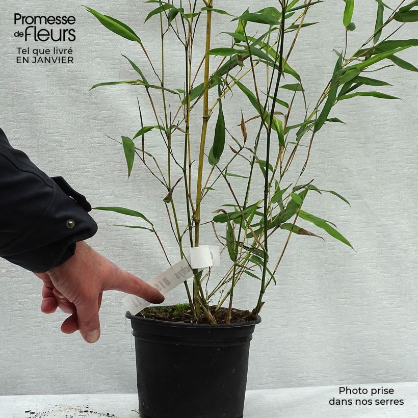 Bambou - Phyllostachys bissetii pot 2/3L 60/80 cm esemplare consegnato in inverno