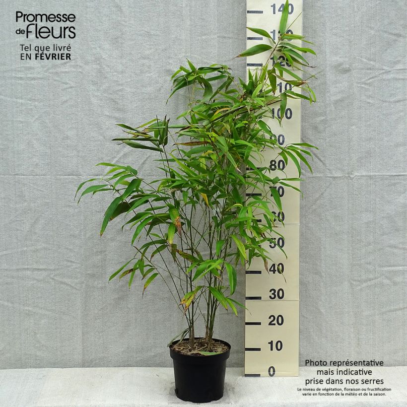 Phyllostachys edulis (= pubescens) - Bambou géant Pot de 4/5L esemplare consegnato in inverno