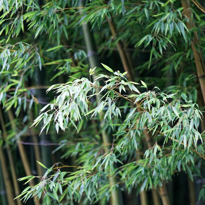 Phyllostachys edulis - Moso (Fogliame)