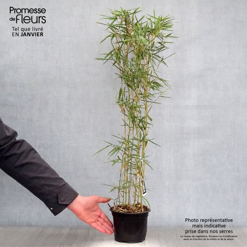 Phyllostachys humilis - Bambou moyen pot 2L esemplare consegnato in inverno