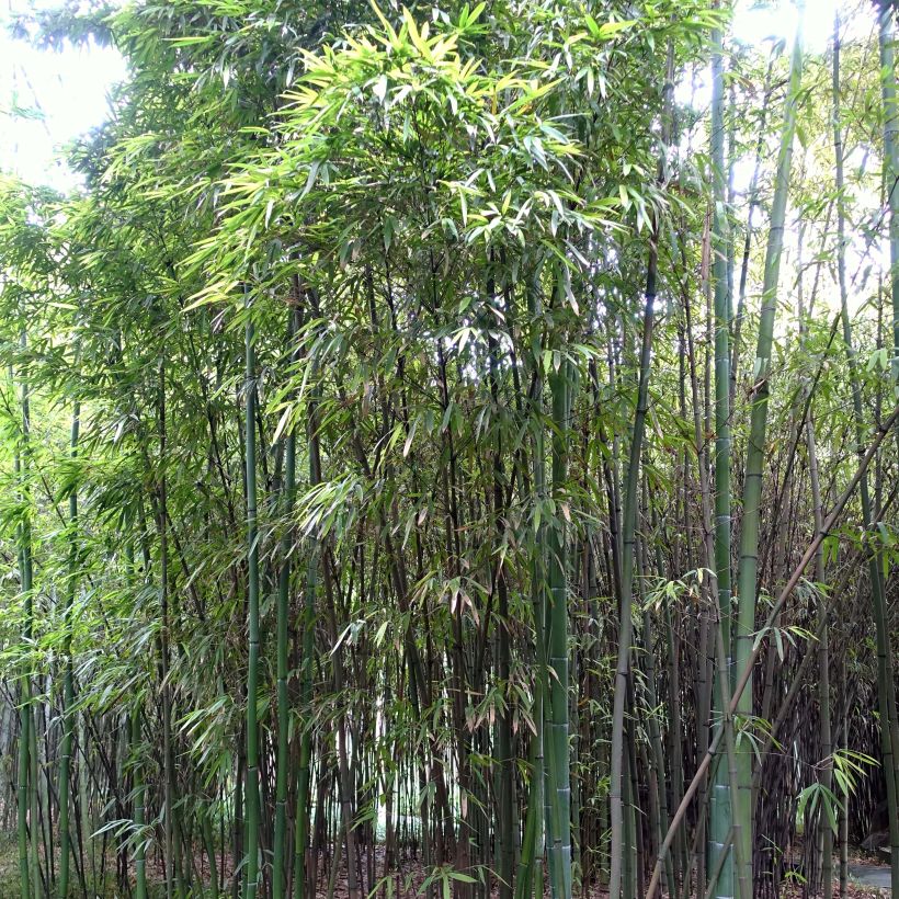 Phyllostachys iridescens - Bambù (Fogliame)