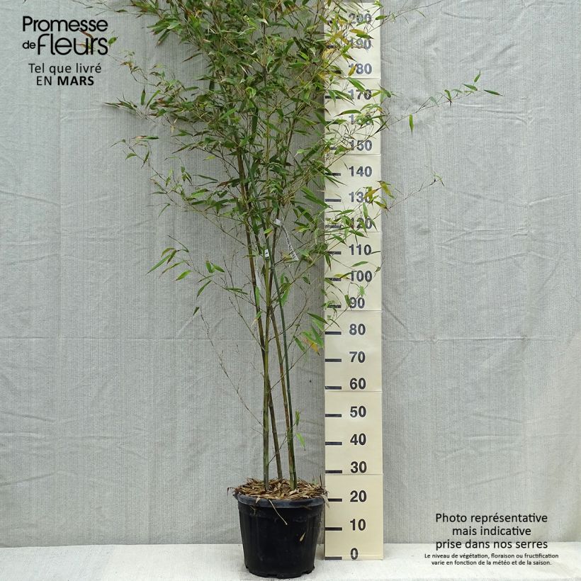 Phyllostachys nigra Boryana - Bambou géant pot 15L 150/200 cm esemplare consegnato in primavera