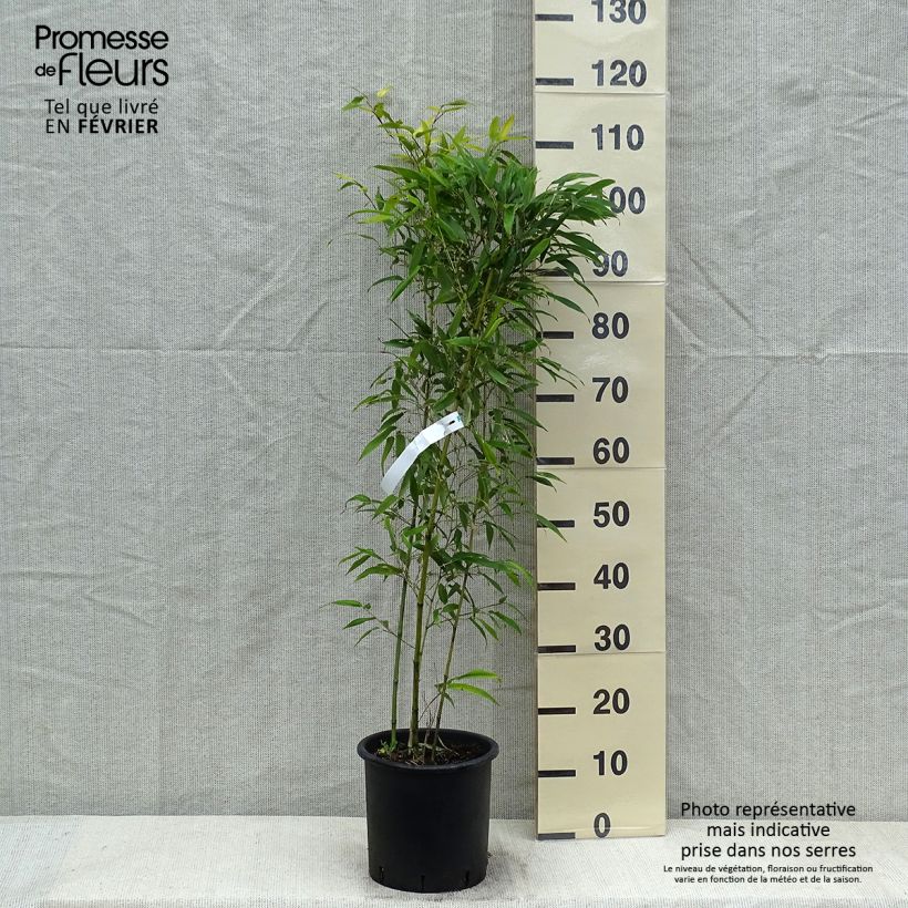 Phyllostachys nigra Boryana - Bambou géant pot 5L 60/80 cm esemplare consegnato in inverno