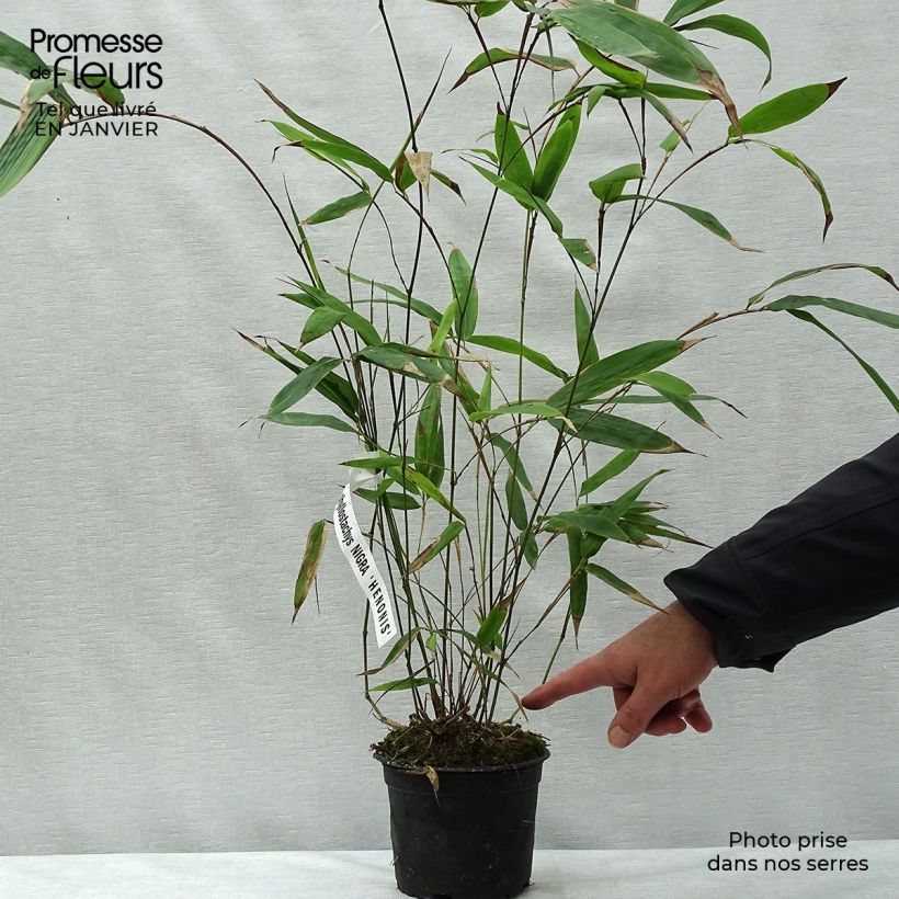 Phyllostachys nigra Henonis - Bambou géant pot 2L 60/80 esemplare consegnato in inverno