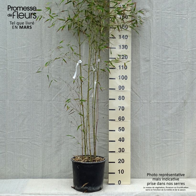 Phyllostachys nigra Henonis - Bambou géant pot 15L  esemplare consegnato in inverno